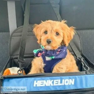 12 weeks old Two Cavapoo Puppies Needs a New Family