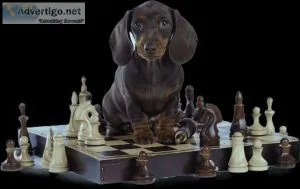 Develops your Dog s &quotHidden Intelligence&quot Well-Behave Ta