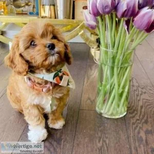 Two Cavapoo Puppies Needs a New Family (3