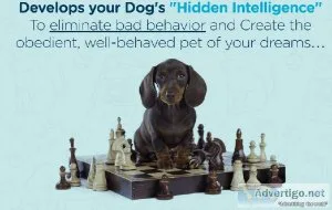 3 Reasons Why Your Dog Ignores Your Commands