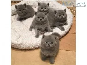 British Shorthair Kittens