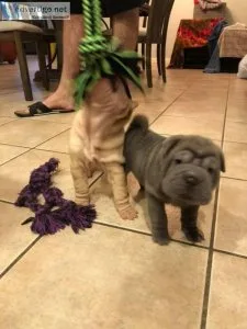 Beautiful Shar Pei Puppies