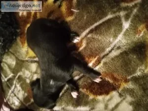 Chihuahua puppies