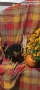 Chili