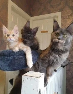 Full TICA Pedigree Maine Coon kittens