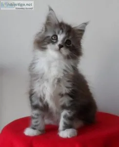 Cute Maine Coon Kittens