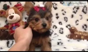 SMART AND BRILLIANT TEACUP YORKIE PUPPIES AVAILABLE