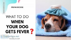 Fever in Dogs Causes Symptoms And Treatment