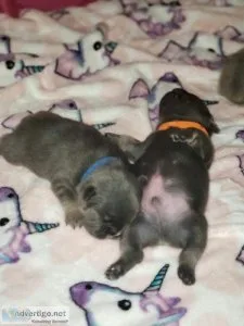 Cheap French bulldog puppies