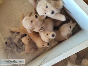 Golden Retrievers Akc Exeter