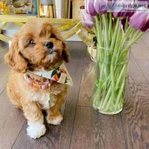 Cavapoo Puppies Pra Clear for sale