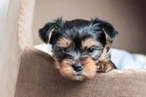buy me im Blacky yorkie puppi