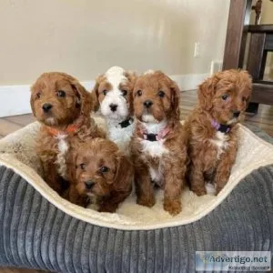 Cavapoo puppies available for new home