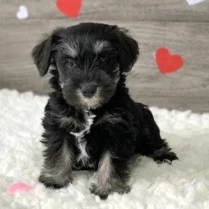 Cute Miniature Schnauzer Puppies