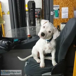 Awesome Dogo Argentino Puppies
