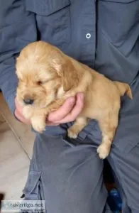082 GOLDEN RETRIEVER PUPPIES FOR REHOMING