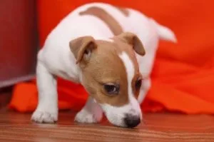 Male And Female Jack Russell Terriers.