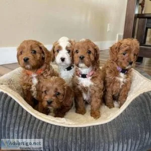 Extra Chaming Cavapoo Puppies For Free Adoption