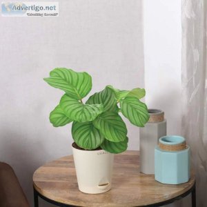 All types of home decor products | 30+ brands | 1400+ designs - 
