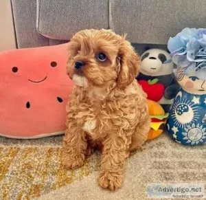 Male and female Cavapoo puppies for pet lovers