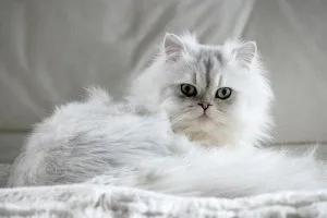Persian Cat Price in Meerut