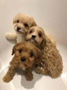 Available cute Cavapoo babies