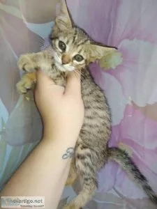 Available Savannah Kittens
