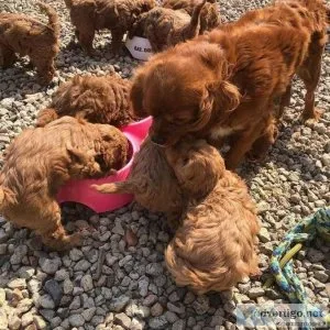 Cavapoo Puppies for Sale Email us ((