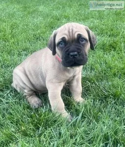 AKC and ICCF registered Cane Corso Puppies