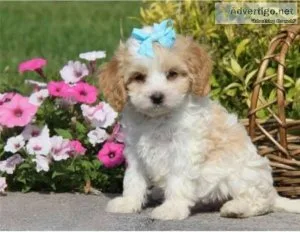 Gorgeous male and female Cavapoo puppies available to caring hom