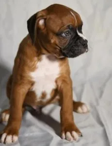Boxer Puppies