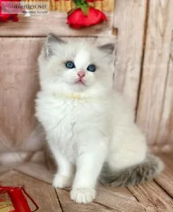 Blue Bicolor Ragdoll Boy