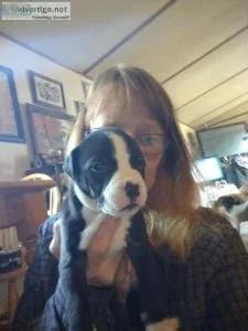 Staffy pups for sale