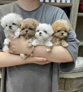 Maltipoo And Cavapoo Puppies For Sale