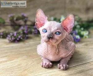 Hairless Sphynx Kittens Available