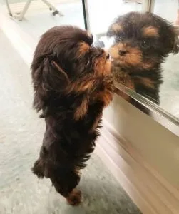 Awesome Yorkie babies CONTACT