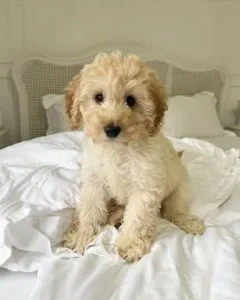 super cute male and female Cavapoo puppies