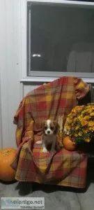 Sammy