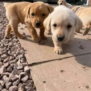 Labrador Retriever Puppies