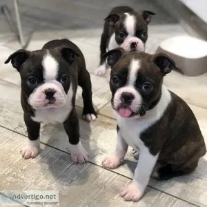 bonston terrier puppies available..
