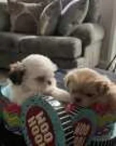 Welcoming Registered Purebred Shih tzu puppies