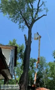 Tree Removal