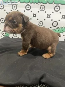 English Bulldog Puppies