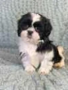 Shih tzu Puppies Available For Adoption
