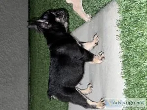 French Bulldog Puppies