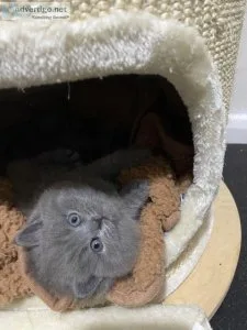 Pedigree bsh kittens one boy one girl