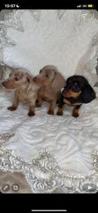 dachshund puppies 3 girls available