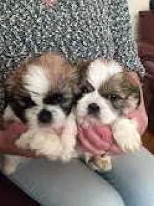 Shih-Poo Puppies for Adoption
