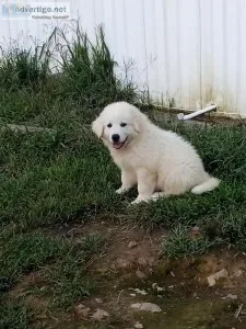 Great Pyrenees Puppies For Sale