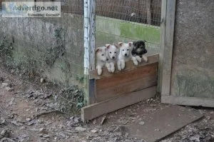 german shepherd puppies